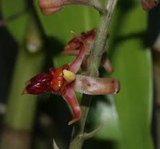 Image result for Diaphananthe stolzii