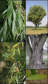 Image result for Salicaceae