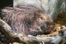 Maybe you would like to learn more about one of these? What S That Smell Hints An Animal Died In Your House Chimney Wildlife