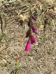 Image result for Dierama formosum