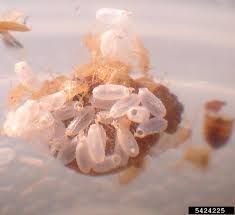 Image result for bed bugs eggs