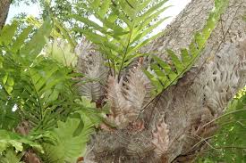 Image result for Drynaria