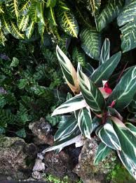 A fascinating addition to your home and undemanding to look after. Ctenanthe Oppenheimiana Wikiwand