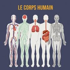 Evoluer dans sa représentation du corps humain. Le Corps Humain Jeu Sciences De La Vie Et De La Terre Lumni