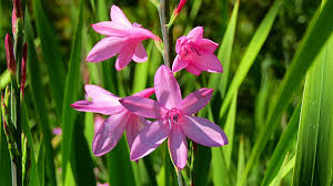 Image result for Watsonia