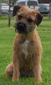 Border Terriers Photo Border Terrier Border Terrier Border Terrier Puppy Terrier Dogs