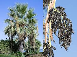 Image result for Wiesneria filifolia