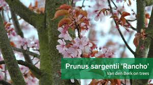 This tree is variable to site conditions and can be found growing in swampy areas to dry soils. Prunus Sargentii Rancho Prunus Sargentii Rancho Van Den Berk Nurseries