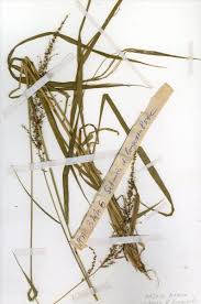 Image result for Setaria longiseta