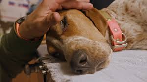 Brave Hounds Hunt Down Wild Mountain Lions