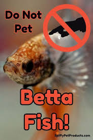 Spiffy Pet Products Pet Product Ideas Reviews And Care Tips For Your Cat Dog Fish Bird Or Other Small Pets Betta Fish Betta Fish Toys Betta