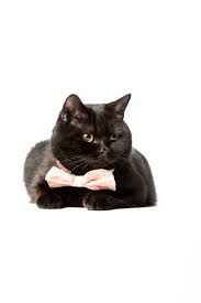 Foto E Imagen De Stock Sin Royalties De Divertido Negro Britanico Taquigrafia Gato En Rosa
