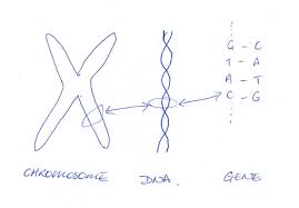 Schematic diagrams only depict the significant components of a system, though some details in the diagram may also be exaggerated or introduced to facilitate the understanding of the system. Drawing Scientific Visual Representations
