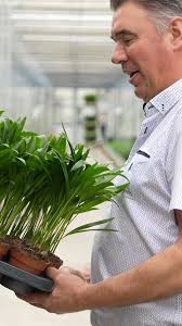 Premier @alexanderdecroo op bezoek bij bloemenkwekerij Johan Verbeeck.  Letterlijk warme ontvangst in de serres 🌡 Elk seizoen een spurt om de  Amarylissen met Kerst klaar te krijgen. En de (april of) meiklokjes