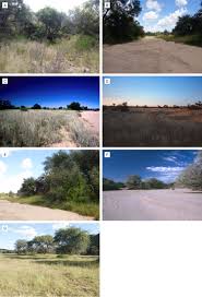 Image result for Calostephane divaricata