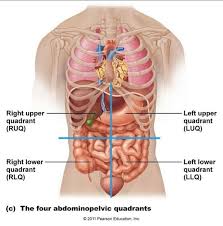 Structures such as the aorta, inferior vena cava and esophagus pass through the diaphragm. What Could Cause Upper Middle Abdominal Pain Below The Sternum But Close To The Ribcage That Comes Goes Like Contractions Not Pregnant No Nausea No Vomiting No Fever Normal Stools Urine Pain