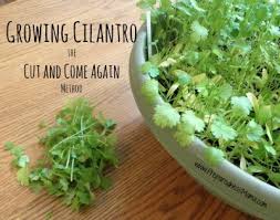 I put my seeds on a seed starting mat, and set the temperature to 75f. Growing Cilantro The Cut Come Again Method Preparednessmama