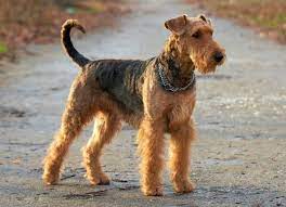 Pancreatic Cancer Adenocarcinoma In Dogs Petmd