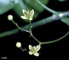 Image result for Harrisonia