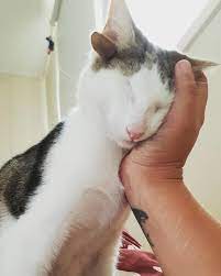 Kitty With 4 Ears And One Eye Found Forever Home And His Humans Are Taking Good Care Of Him Cats And Kittens Kitty Cats