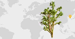 It is an ideal diet food for those who want to lose weight because of low calorie rate. Purslane Clarins