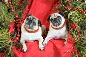 If you have a pet that naturally wants to bark, then finding a way to monitor the behavior is the best step to take. 206 Super Cute Names For Pairs Of Pets That Go Well Together Pet Ponder