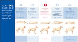 ideal dog weight chart the labrador forum