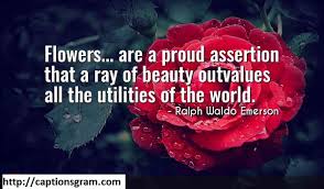 Check spelling or type a new query. Top 50 Red Rose Caption For Instagram