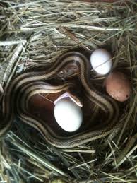 Garter Snake Tries To Eat A Chicken Egg Animal Crackers Homestead Chickens Chickens