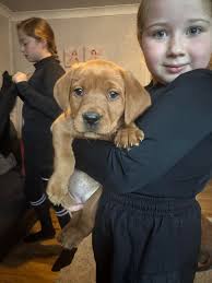 My first time of training for retrieving , this is my home bred Fox Red lab  2 y old . Once I get tests and paper work done he will be up