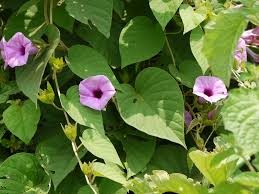 Image result for Argyreia