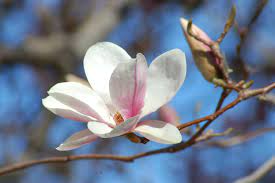 Saucer Magnolia A Staple Of Spring Saucer Magnolia Tree Flowering Trees Magnolia Trees