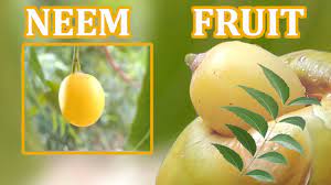 More images for neem tree fruit uses » Neem Fruit Neem Seed Neem Oil Full Details Youtube