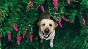 Pet Lifestyle And You: The Pet Blog from P.L.A.Y.