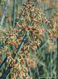 Image result for Schoenoplectus muricinux