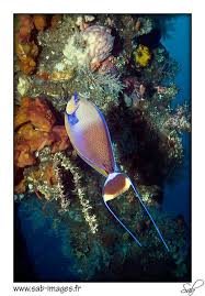 Amedvlamingii0045 Ocean Fishing Lion Fish Marine Animals