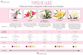 types of lilies flower muse blog