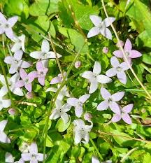 Image result for Oldenlandia hockii