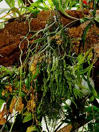 Image result for Huperzia bampsiana