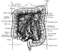Vintage Medical Illustration Of The Human Small Large Intestine Woodcut Illustration Engraving Illustration Medical Illustration