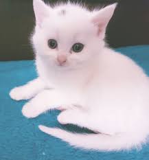 Find turkish vans for sale on oodle classifieds. Amazing Turkish Angora Kittens For Sale West Drayton Middlesex Pets4homes