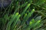 Image result for Euphorbia crebrifolia
