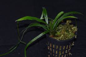 Image result for Elaphoglossum aubertii