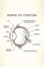 Lehrmaterialien Eye Anatomical Chart Skincarebd Com