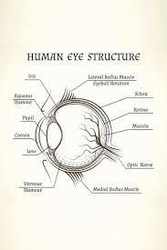 lehrmaterialien eye anatomical chart skincarebd com