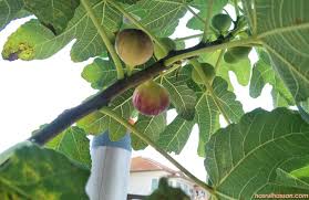 Cara mudah tut limau kasturi | teknik menghasilkan anak pokok yang cepat berbuah. Cara Tut Pokok Tin Dan Tips Tanam Dalam Pasu