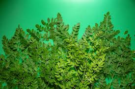 Salah cara mengolah daun kelor bisa berakibat pada munculnya efek samping daun kelor. Cara Mengolah Daun Kelor Untuk Kanker Kenali Kandungan Serta Berbagai Cara Kerjanya Novayanti