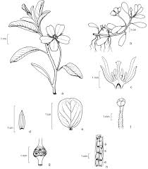 Image result for Ludwigia adscendens