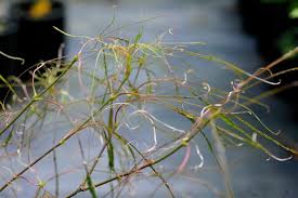 My first spring with this little guy, still in a pot. Acer Palmatum Fairy Hair Acer Palmatum Fairyhair Japanese Maple Plant Lust