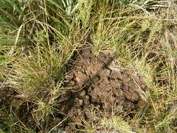 Image result for Microchloa